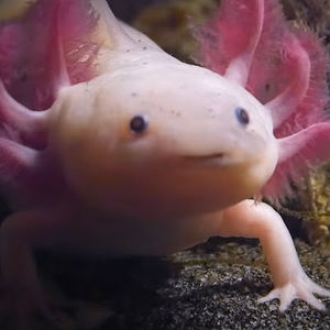 Meet your Posher, Axolotisbabis